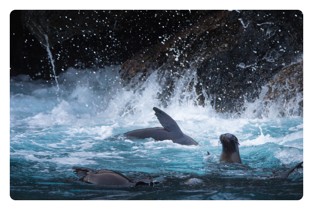 Embark on an adventure cruise through the remote southern islands of the Galapagos