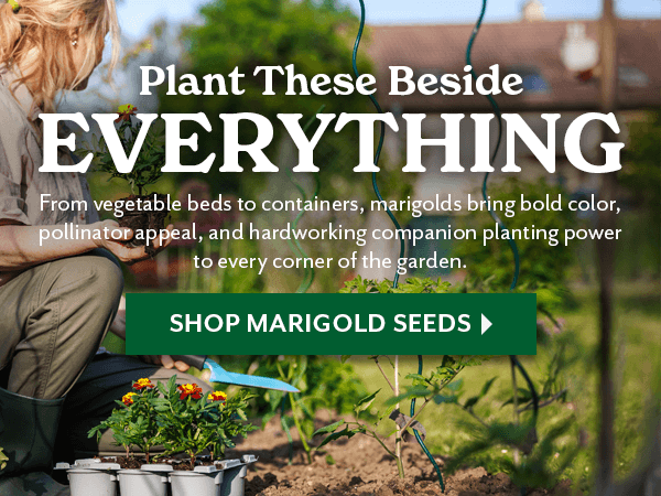 PLANT THESE BESIDE EVERYTHING - SHOP MARIGOLD