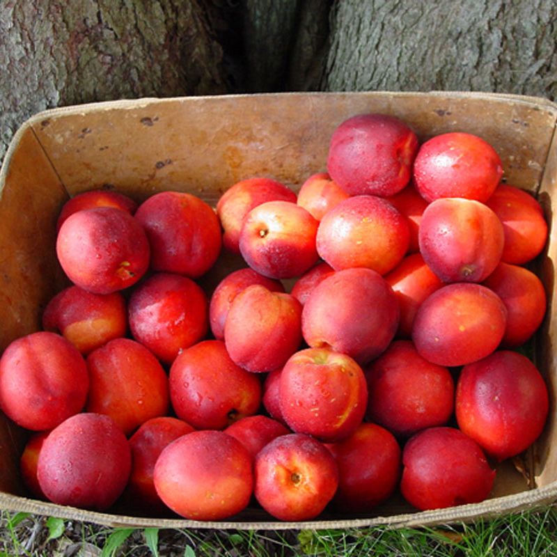 Image of Stark® Summer Beaut Nectarine 
