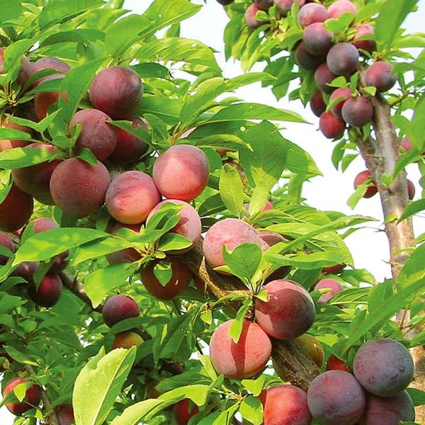 Image of Methley Plum 