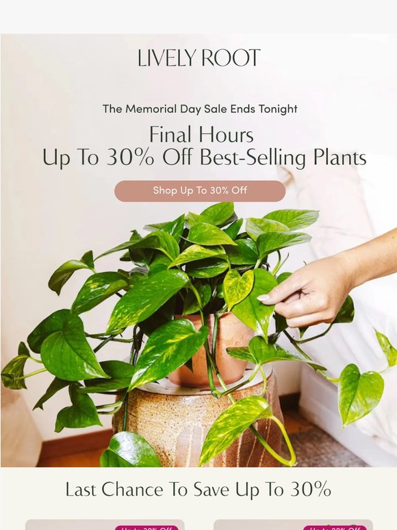 One last chance to refresh your space - up to 30% off 🪴✨