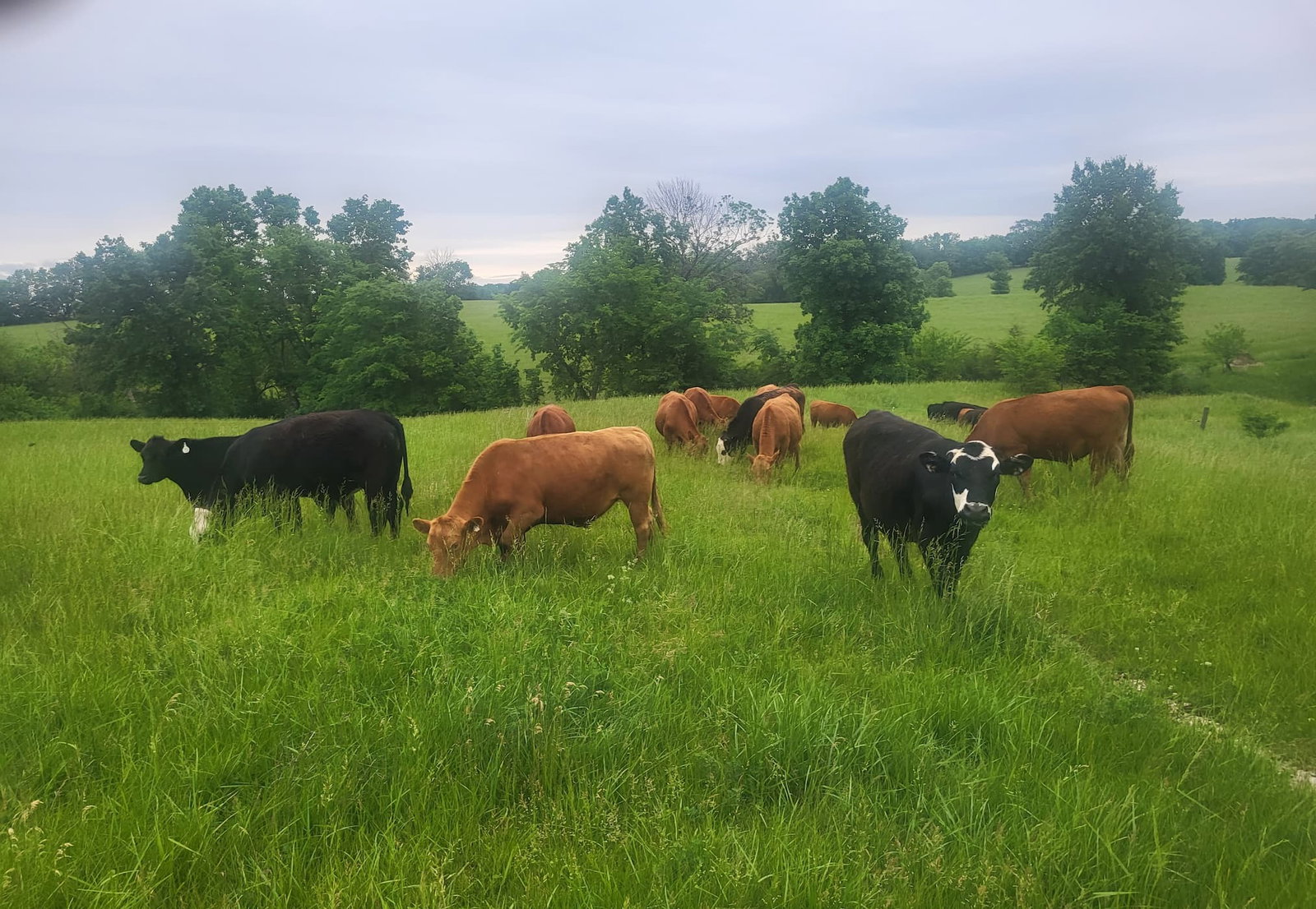 Utopia Grazing Conditions in NE Missouri