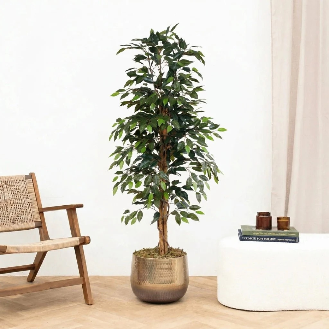 Kunst Ficus Benjamina