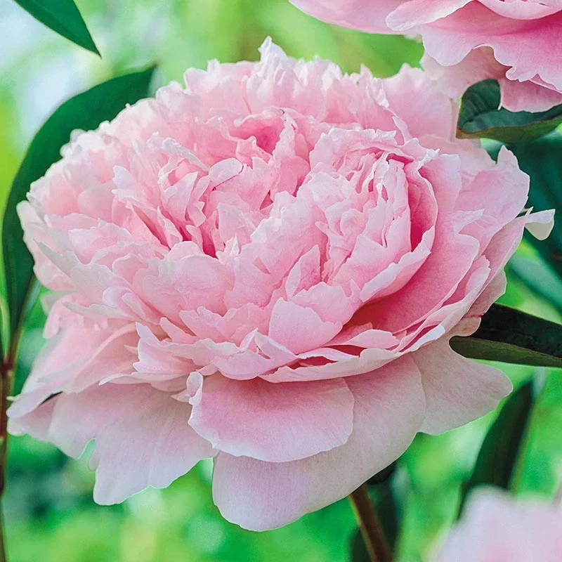Sarah Bernhardt Peony
