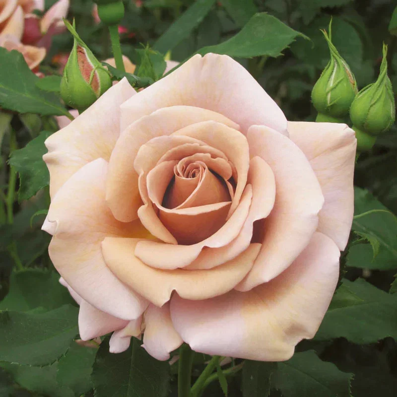 Koko Loko™ Floribunda Rose