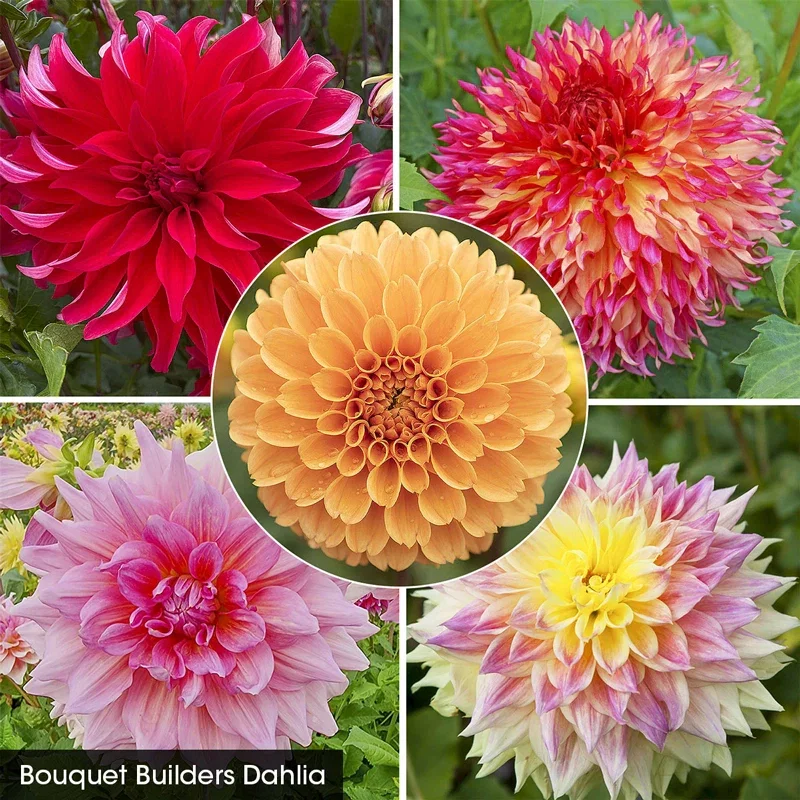 Bouquet Builder's Dahlia Collection
                  
