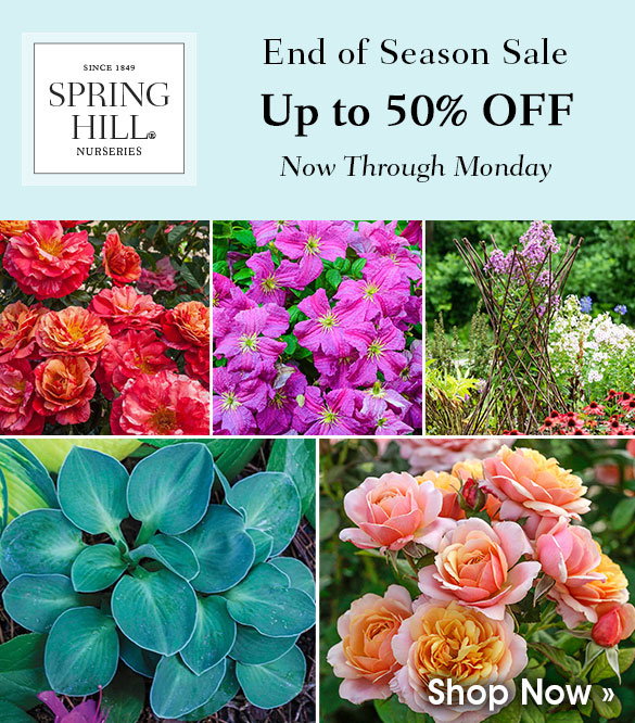 Up to 40% OFF Roses!