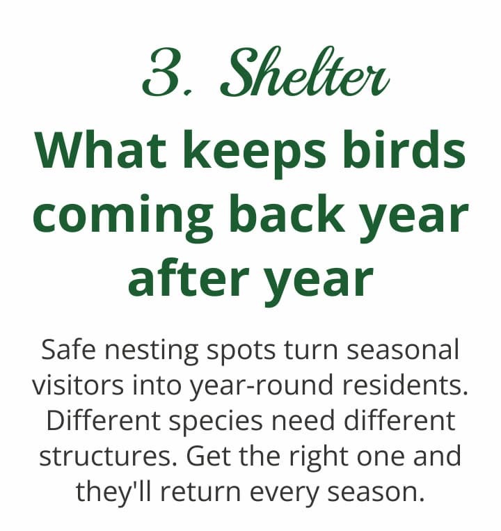 Shelter — what keeps birds coming back year after year