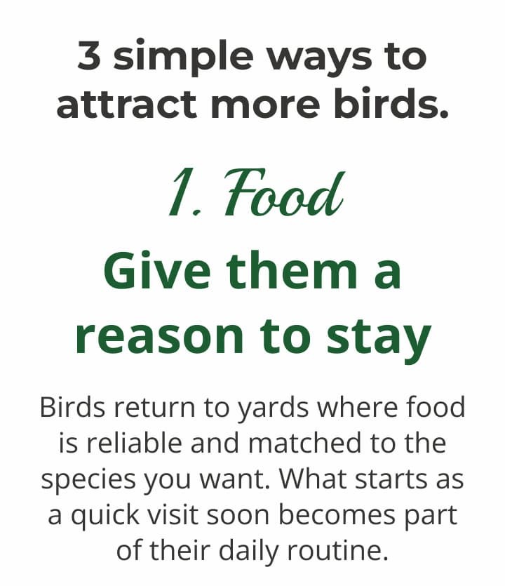 3 simple ways to attract more birds this spring