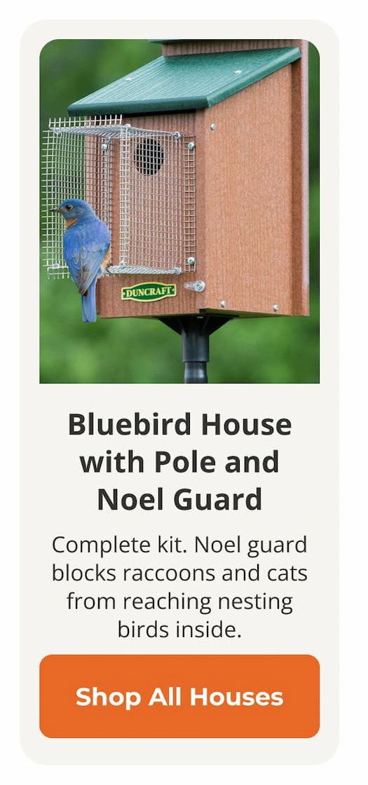 Bluebird House with Pole and Noel Guard