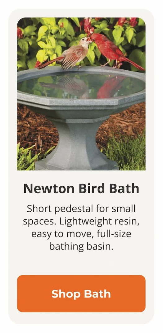 Newton Bird Bath