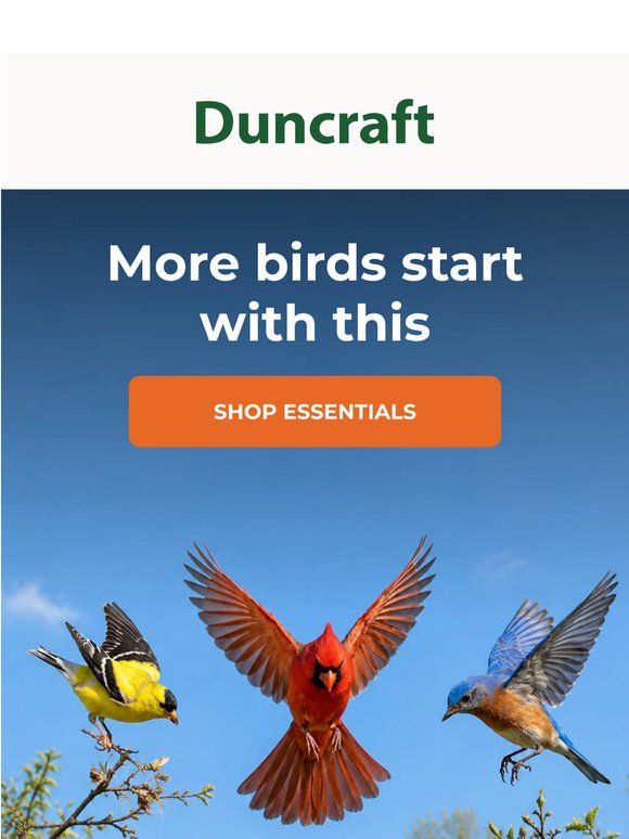 3 ways to attract more birds this season