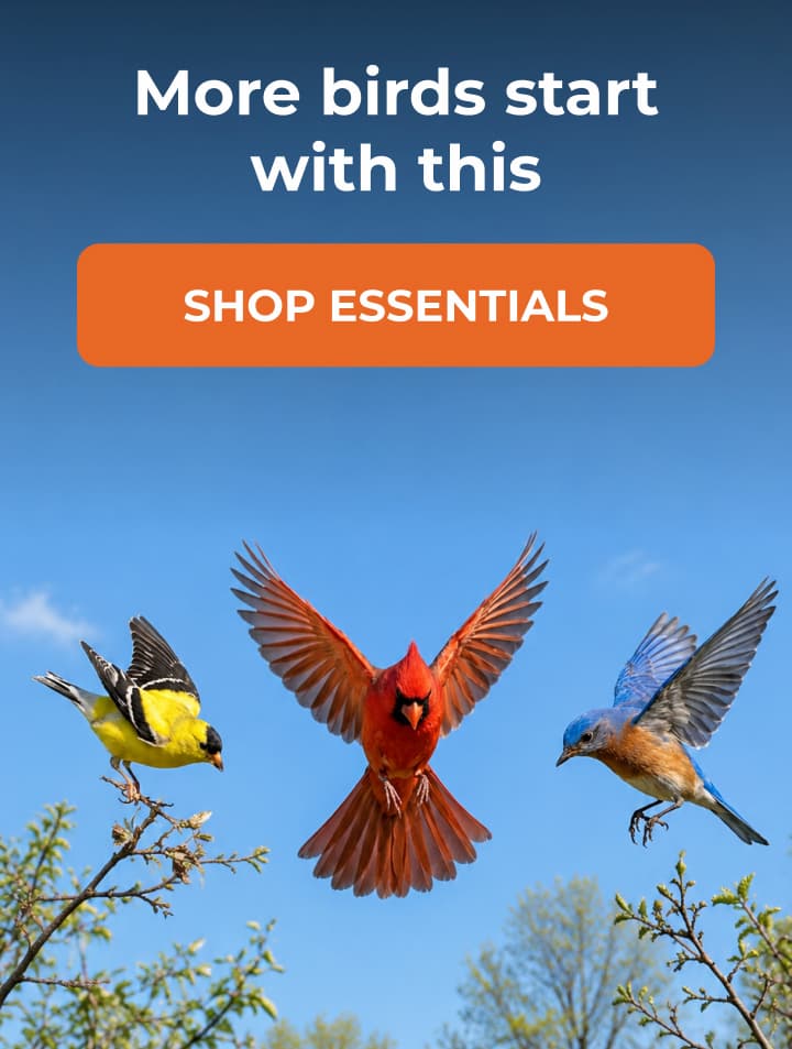 Want more birds this spring?