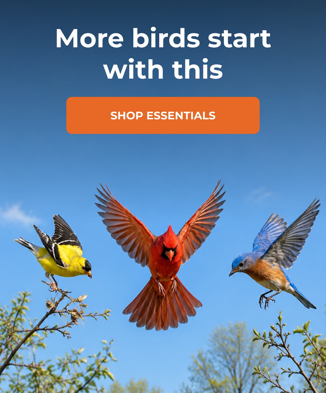 Want more birds this spring?