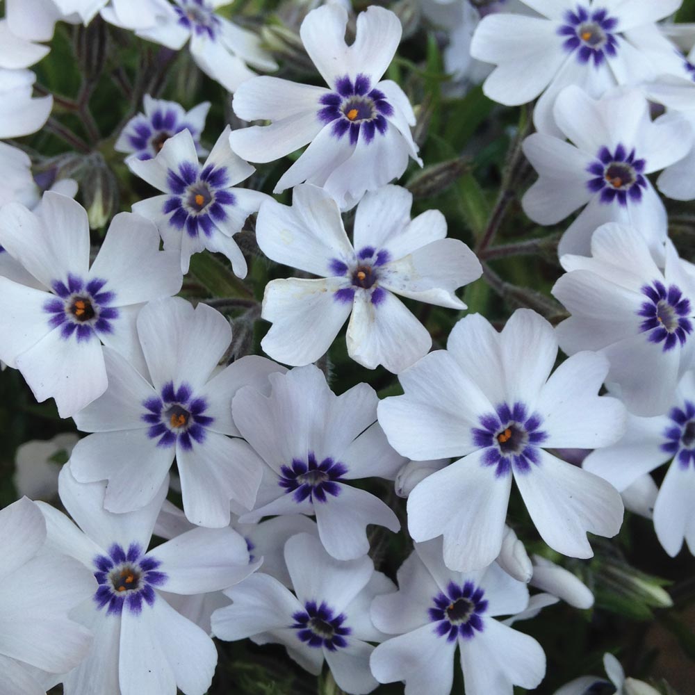 Phlox 'Pharao Blue Eye'
