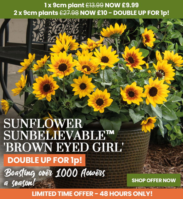 Sunflower SunBelievable™ 'Brown Eyed Girl'