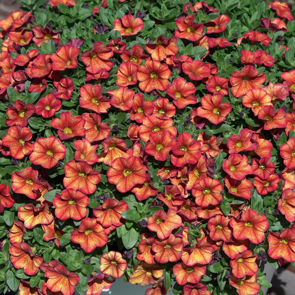 Calibrachoa 'Uno Bakari'