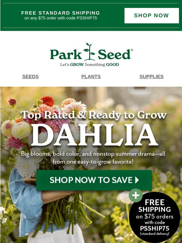 Dahlia Alert: On Sale & Ready to Ship!
