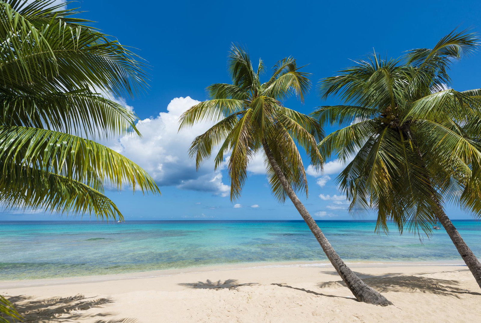 Royalton Vessence Barbados