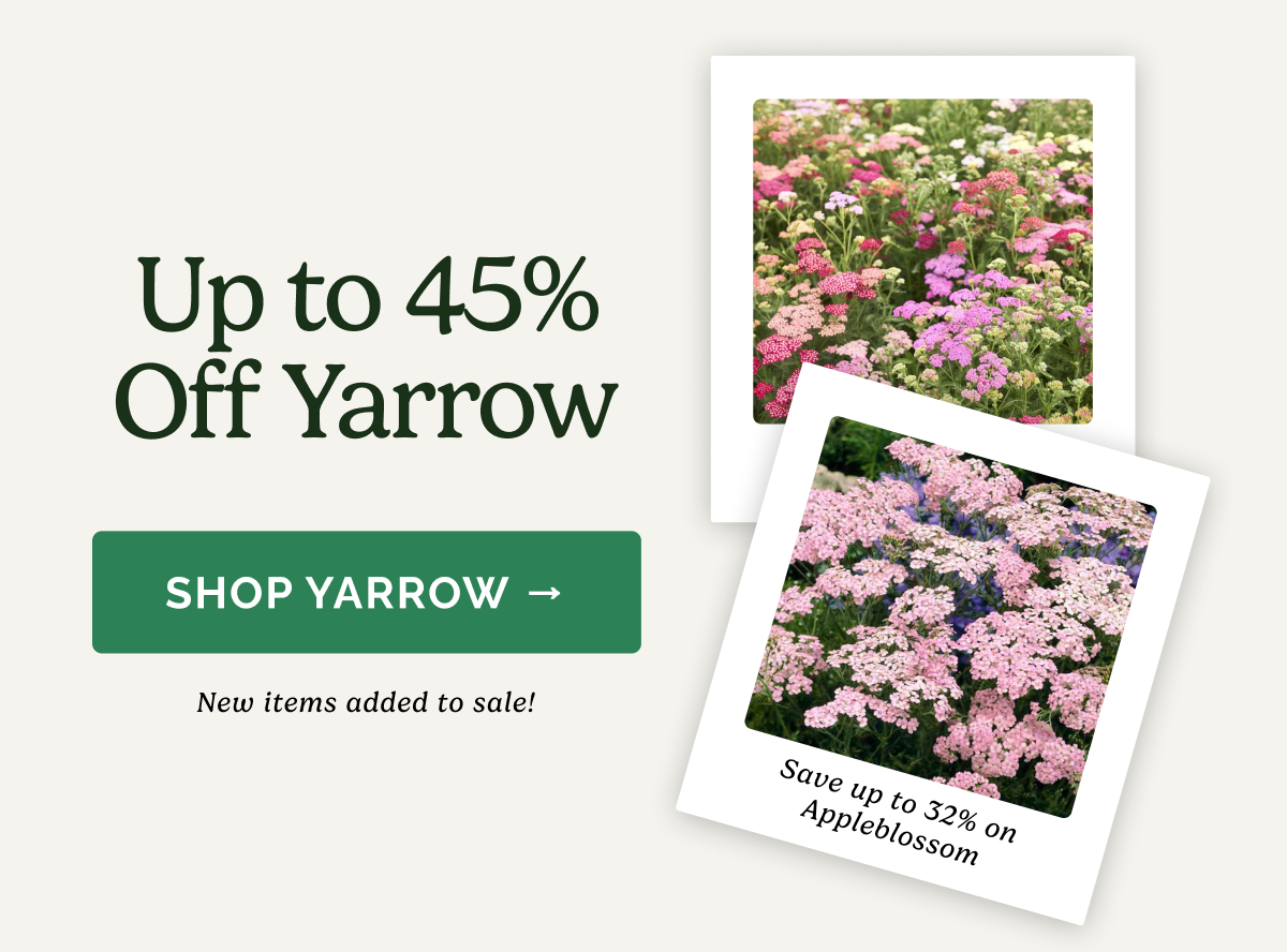 Up to 45% off Yarrow SHOP YARROW>> New items added to sale! Save up to 32% on Appleblossom