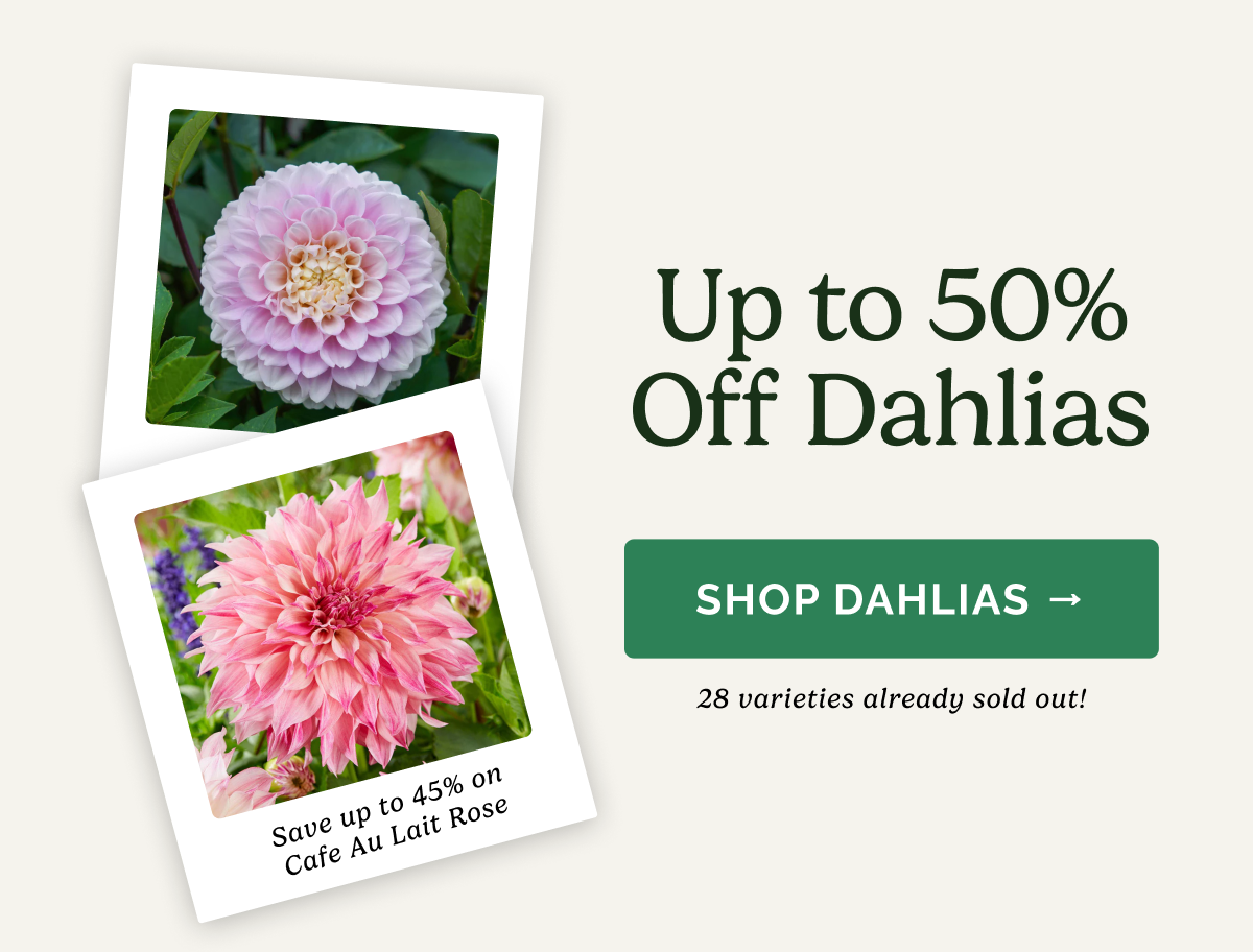 Up to 50% off Dahlias SHOP DAHLIAS>> 28 varieties already sold out! Save up to 45% on Cafe Au Lait Rose