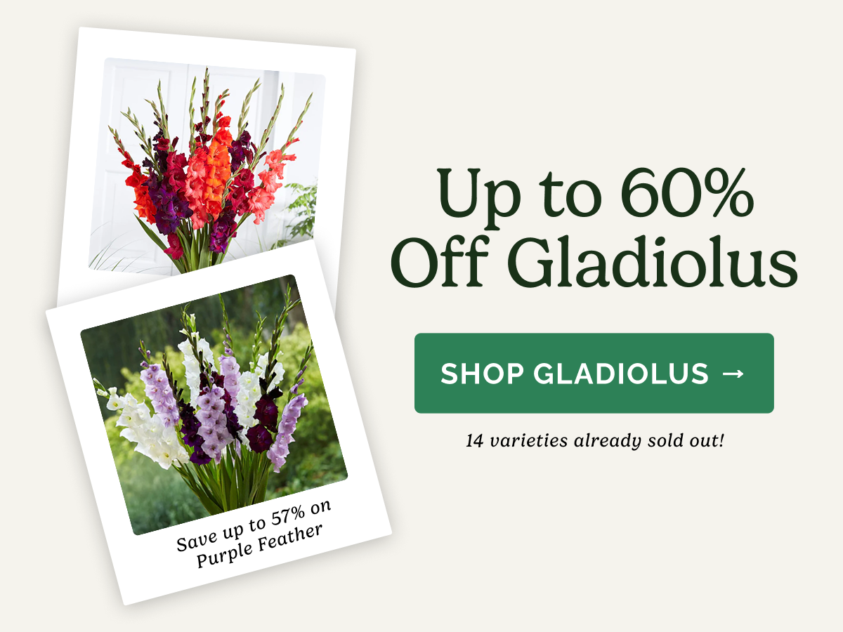 Up to 60% Off Gladiolus SHOP GLADIOLUS>> 14 varieties already sold out! Save up to 57% on Purple Feather