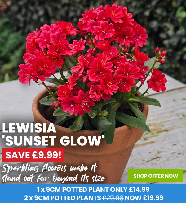 Lewisia 'Sunset Glow'