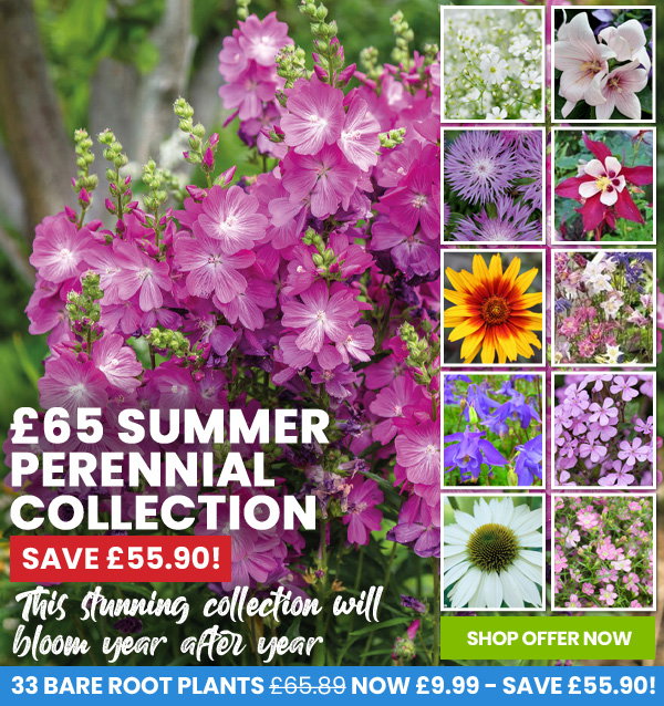 Summer Perennial Plant Bundle