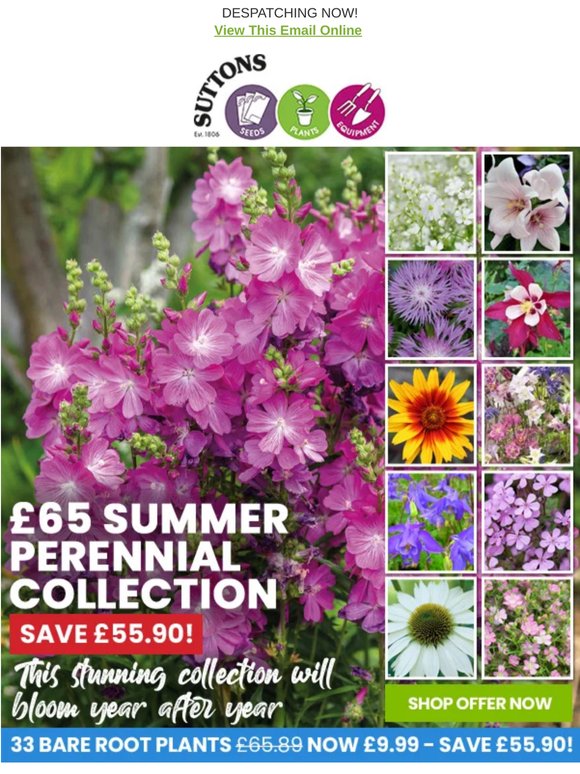 £65 Perennial Bundle UNDER £10