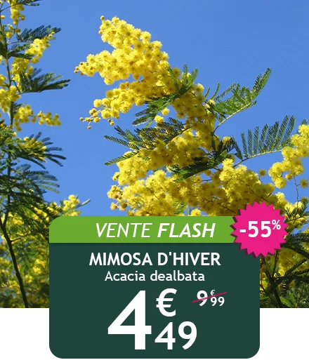 Le Mimosa d'hiver est à -55% soit 4,49€ au lieu de 9,99€
