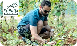 Créer un jardin sans arrosage : quelles plantes choisir et comment les entretenir ?