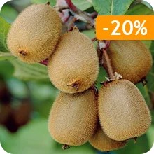 Kiwi autofertile Solissimo