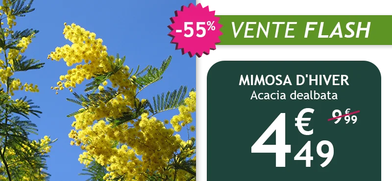 Le Mimosa d'hiver est à -55% soit 4,49€ au lieu de 9,99€