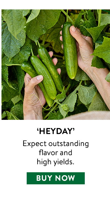 Heyday, Cucumber