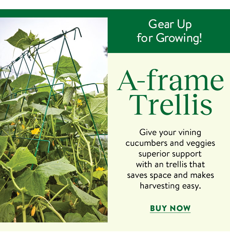Squash and Cucumber A-Frame