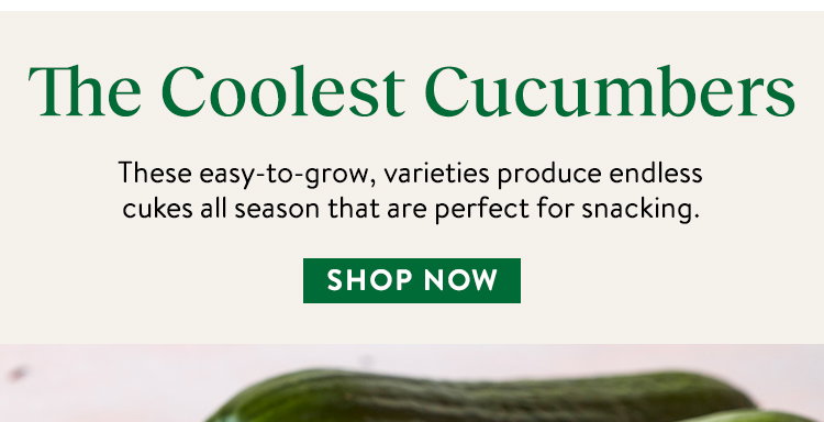 Cucumbers