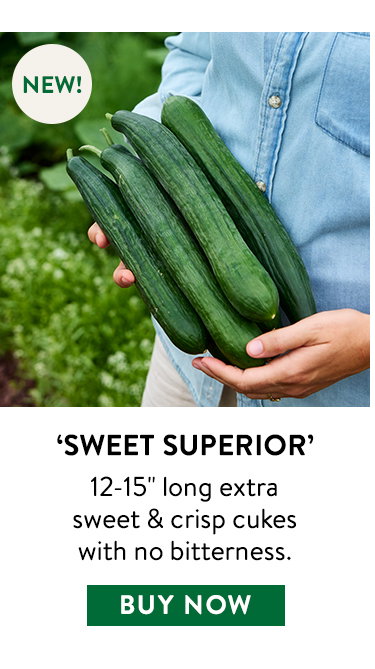 Sweet Superior, Cucumber