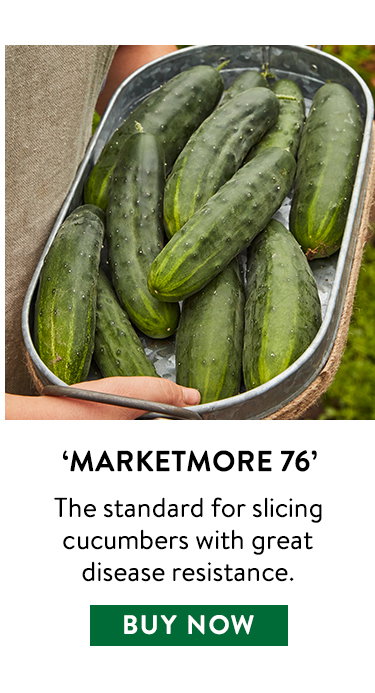 Marketmore 76, Cucumber