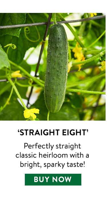 Straight Eight, Cucumber