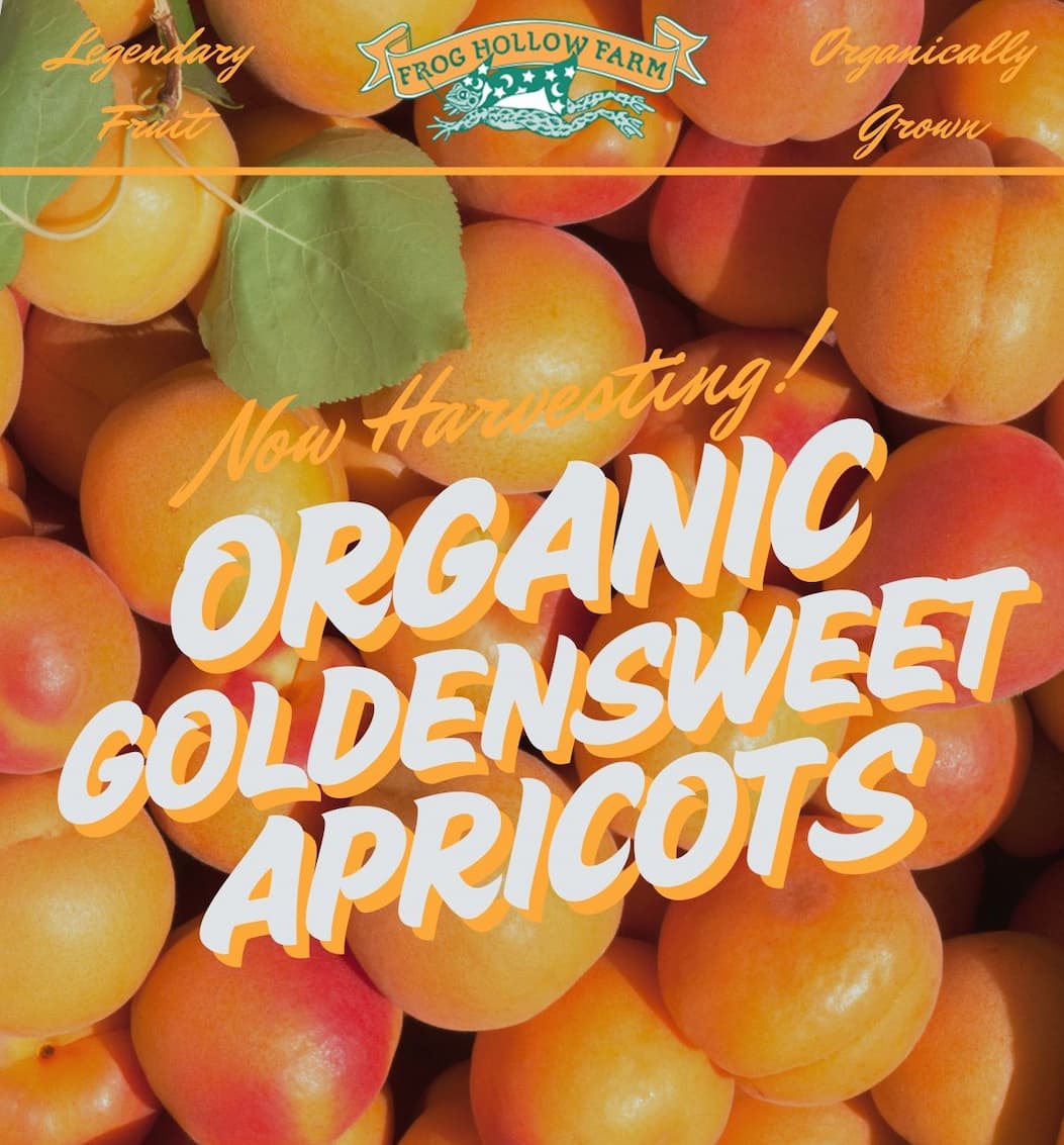 Organic Goldensweet Apricots