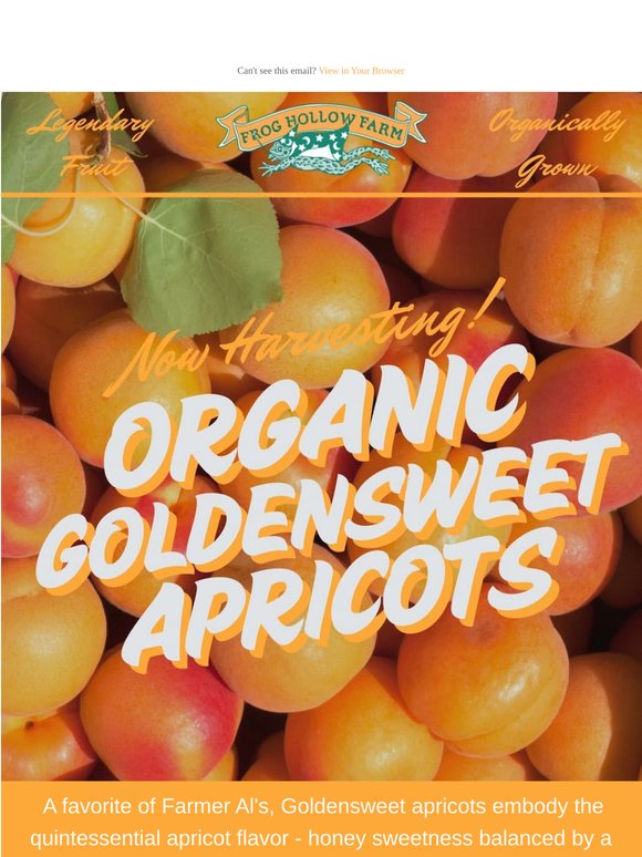 Organic Goldensweet Apricots! 😍 Now Harvesting!