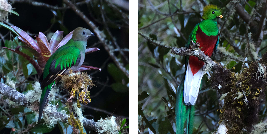 Quetzal is turning three!