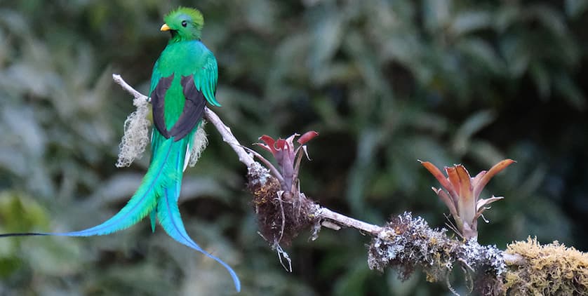 Quetzal is turning three!