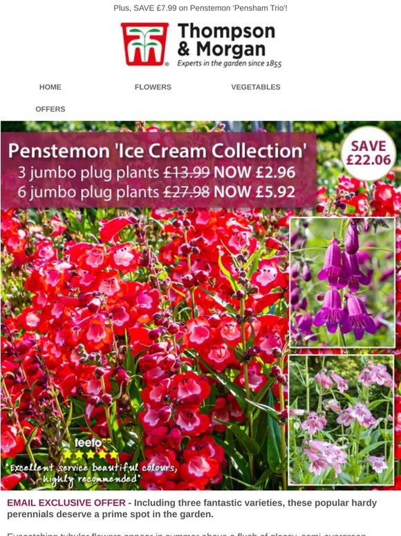 3 Drought Tolerant Hardy Penstemons NOW £2.96!