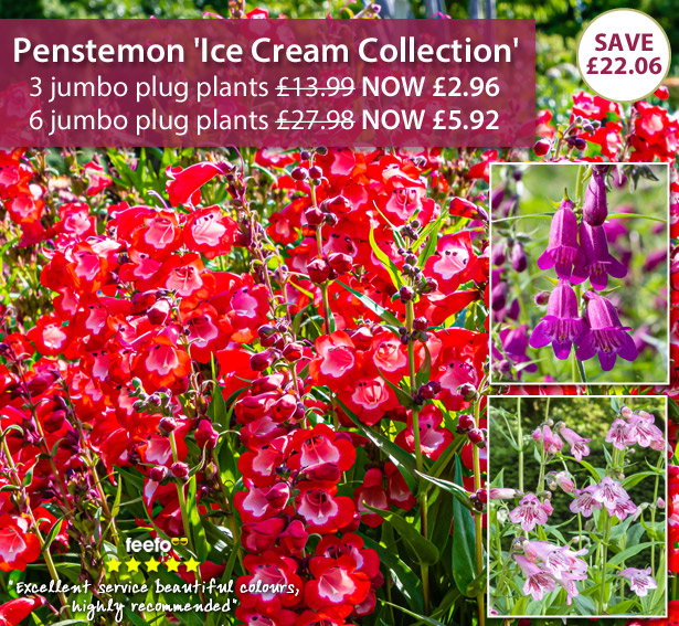 Penstemon 'Ice Cream Collection'