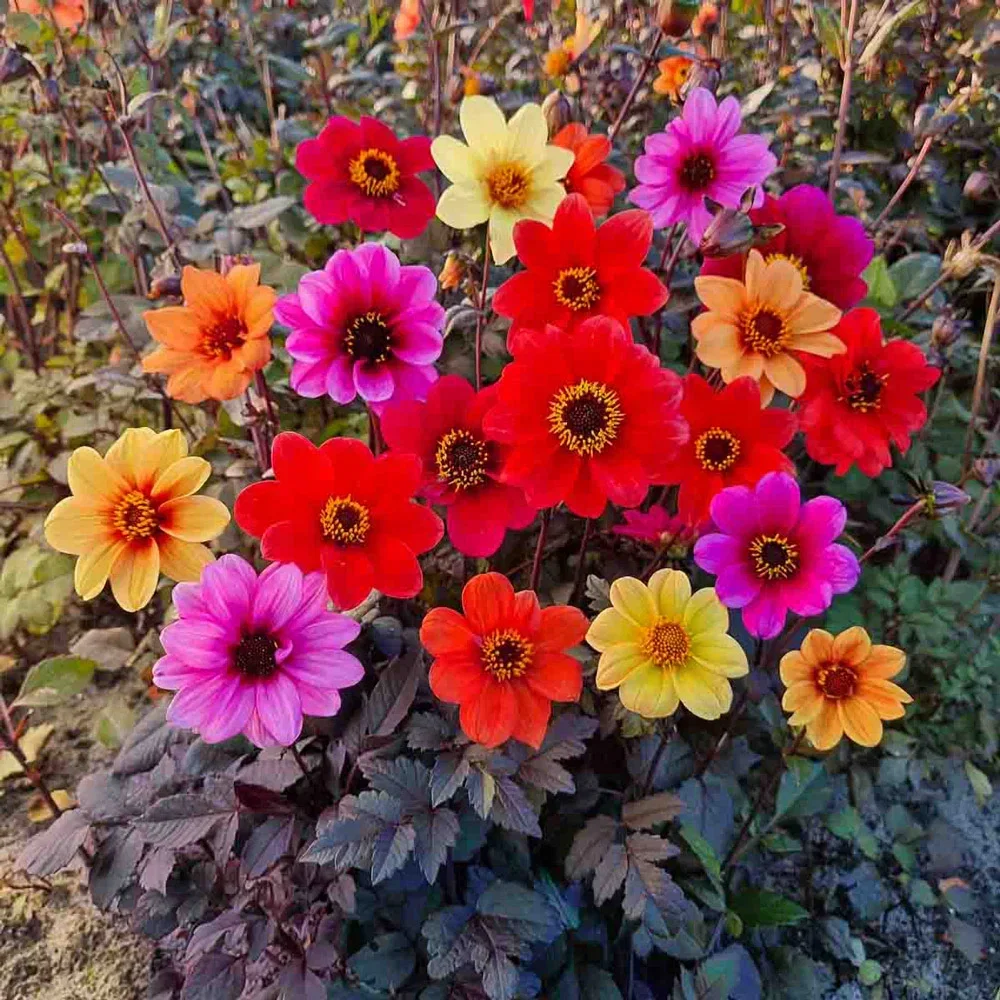 Improved Redskin Dahlia Mixture