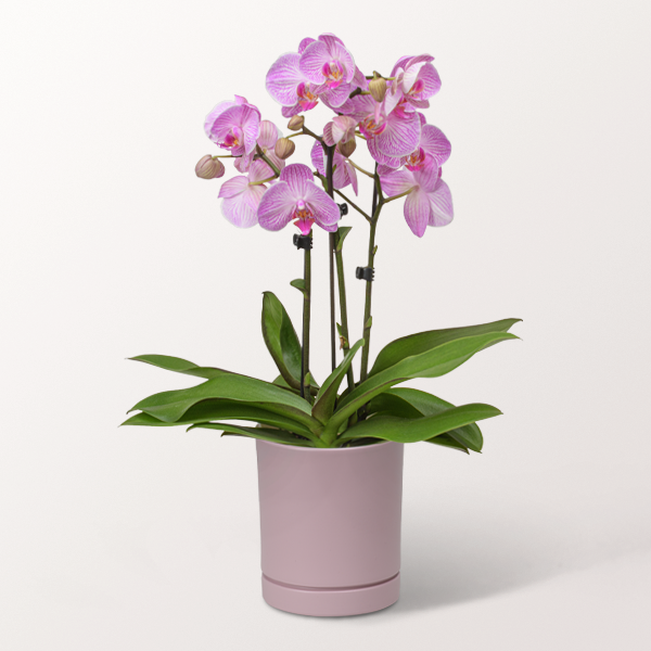 Umwerfend schöne rosa Orchidee im Topf für 34,99 €