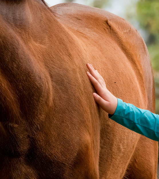 Girl petting a brown horse. Love and tenderness.