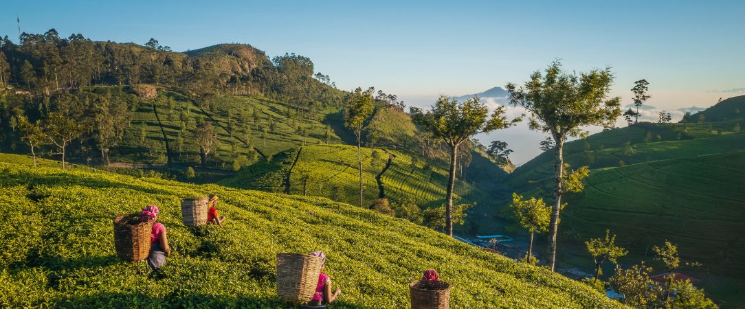 Luxe & traditions au Sri Lanka