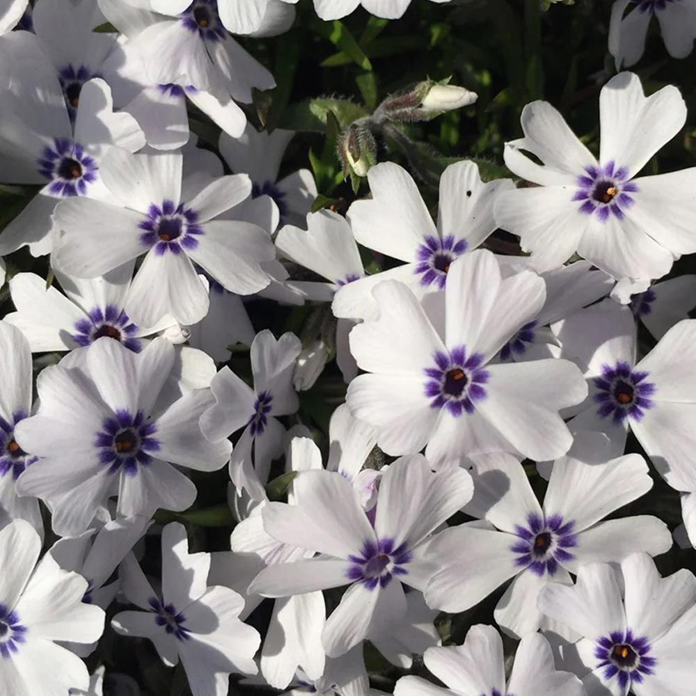 Phlox 'Pharao Blue Eye'